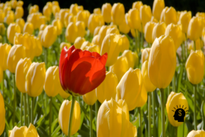 Descubra como lidar com diferenças financeiras no casal, evitar conflitos e criar um plano para harmonizar estilos de vida.